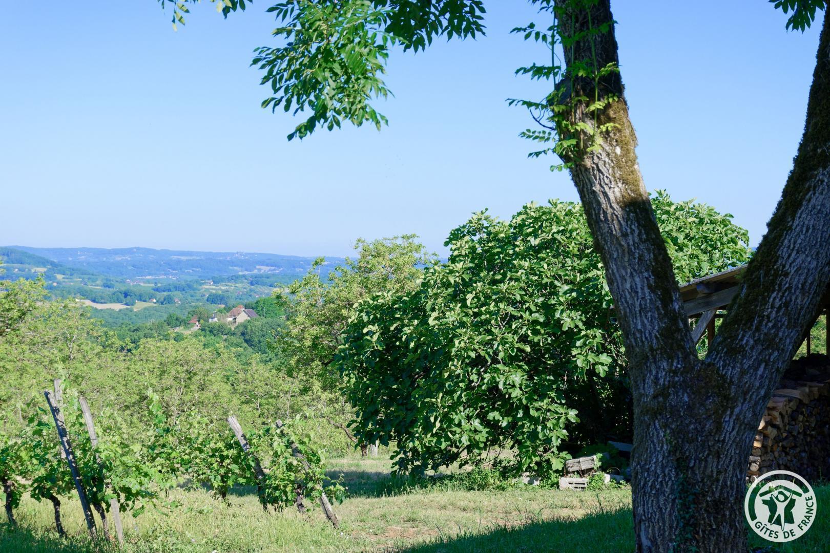Belleviste, Queyssac-les-Vignes - photo 171
