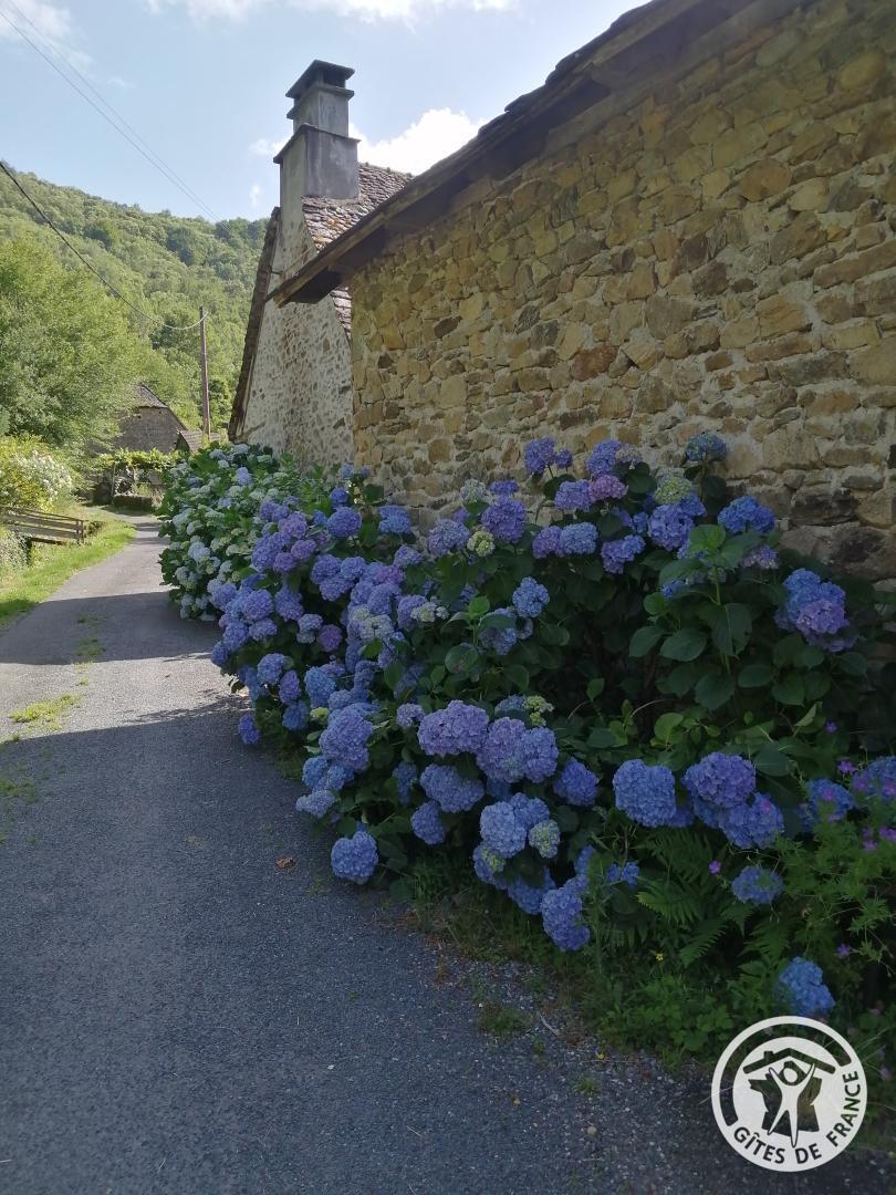 Les Hortensias - photo 5
