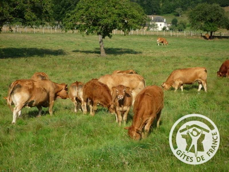 Location Gîtes de France  - Réf : 19G5188, Monceaux-sur-Dordogne - photo 322