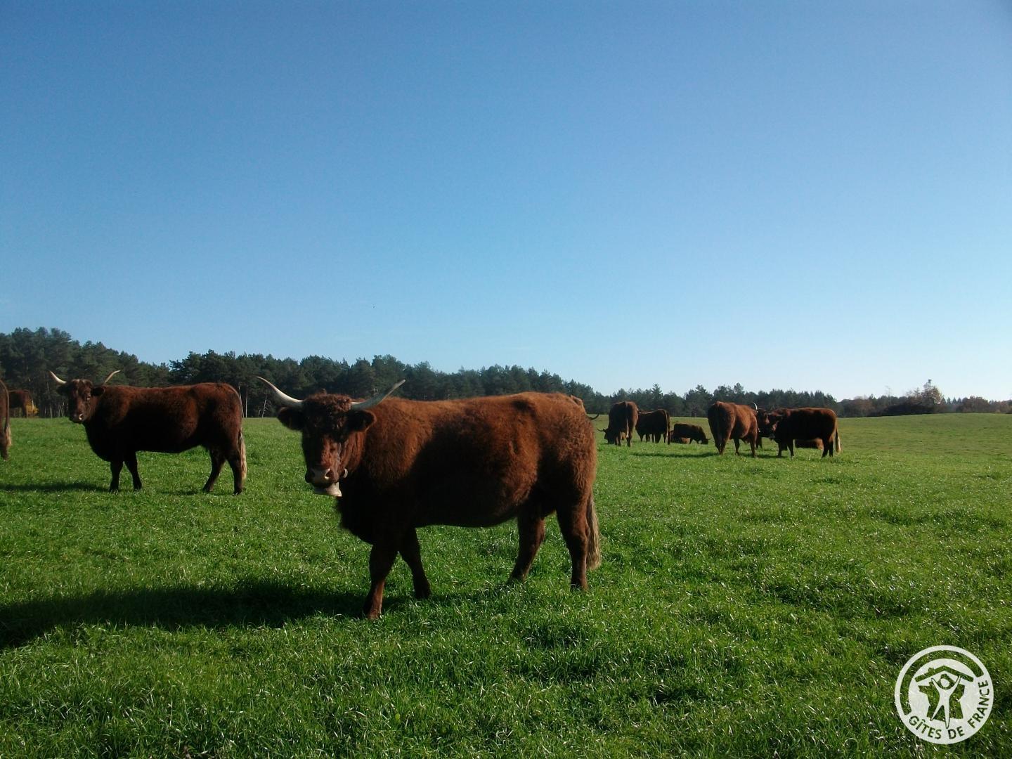 Location Gîtes de France la fournial - photo 5
