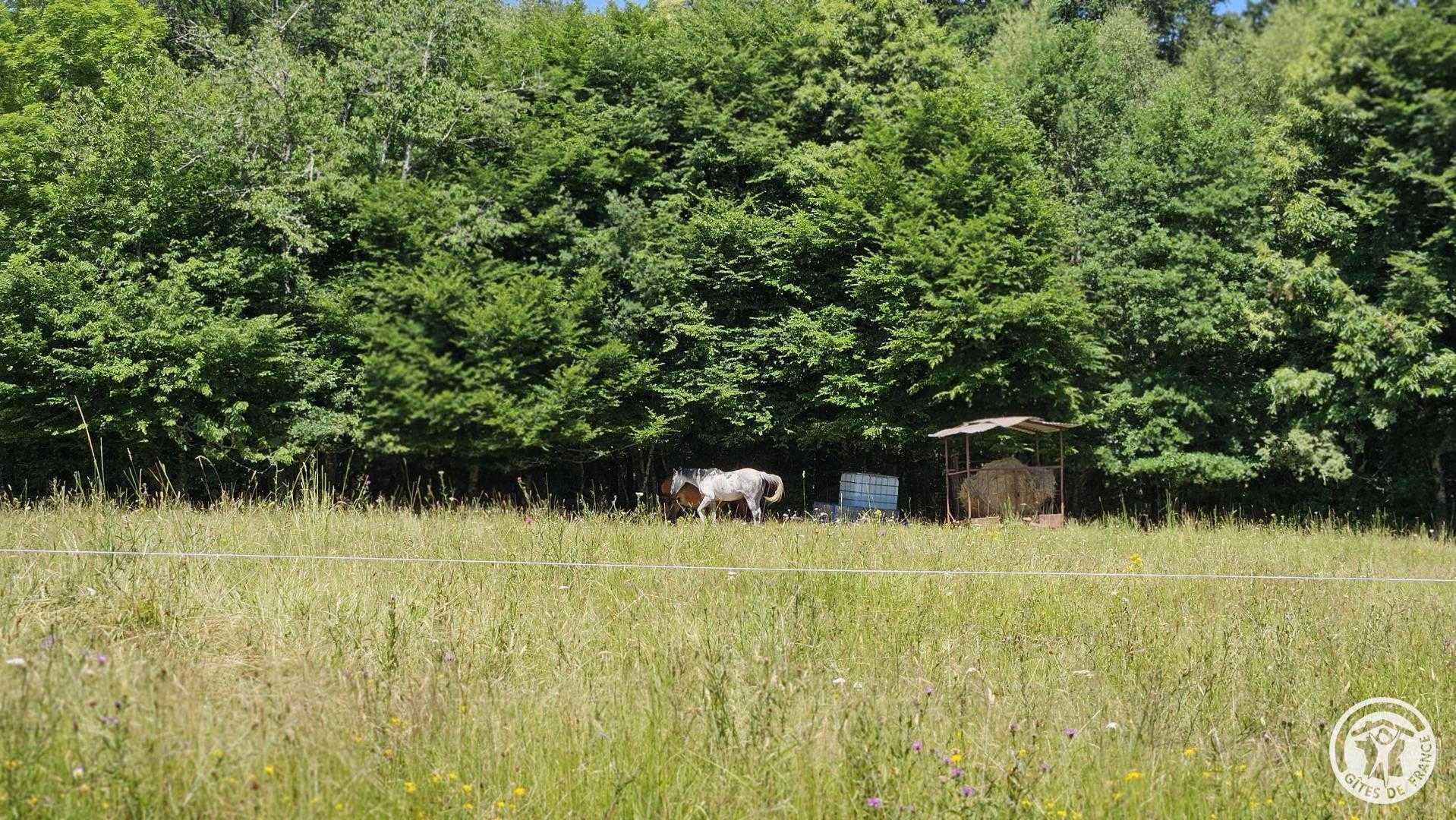 Le Rouzeyrol, Saint-Merd-de-Lapleau - photo 398