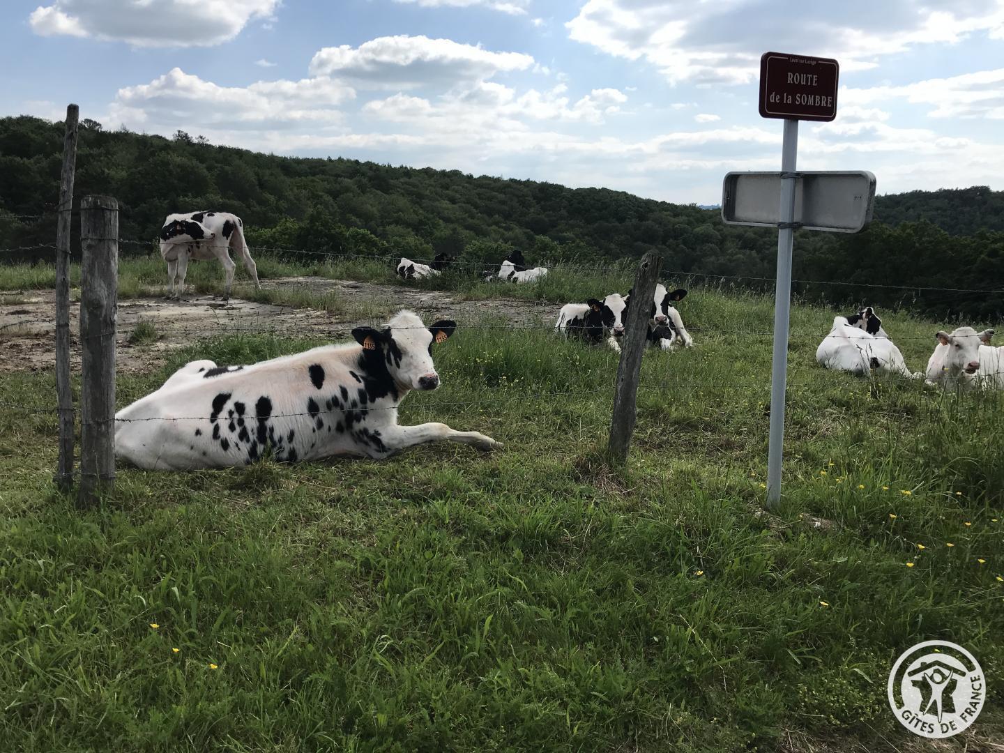 Le Rouzeyrol, Saint-Merd-de-Lapleau - photo 360