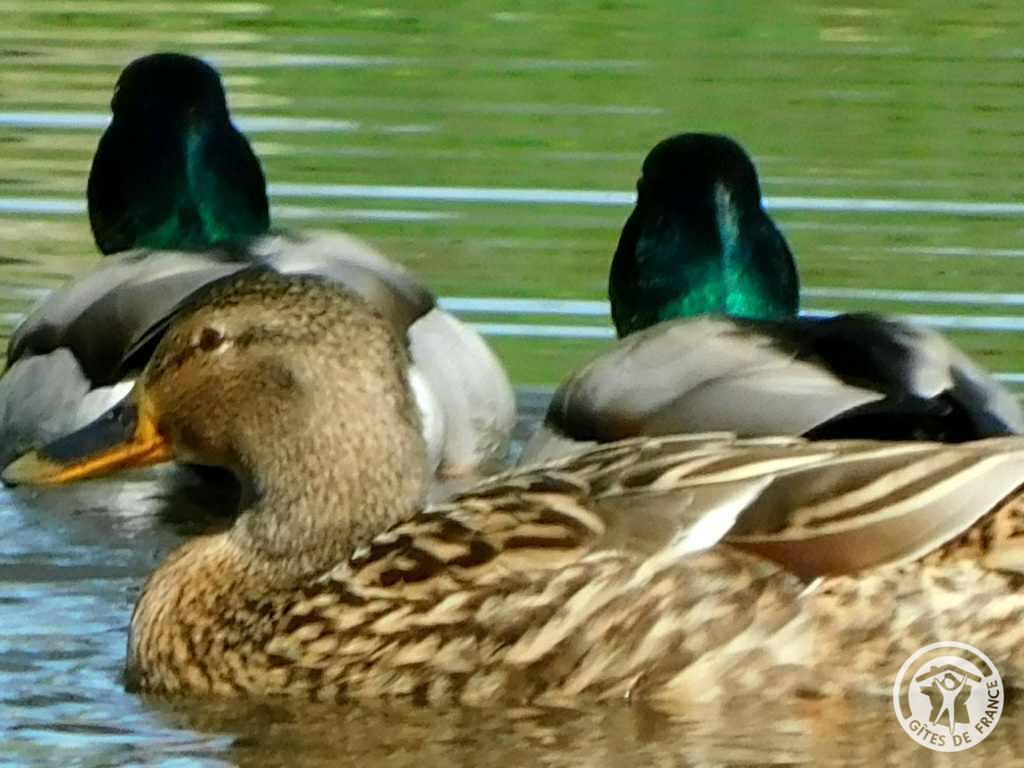 La pêcheur à La ferme des histoires mélangées - photo 3