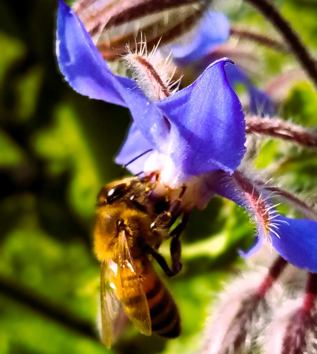 Rucher ouvert au public
