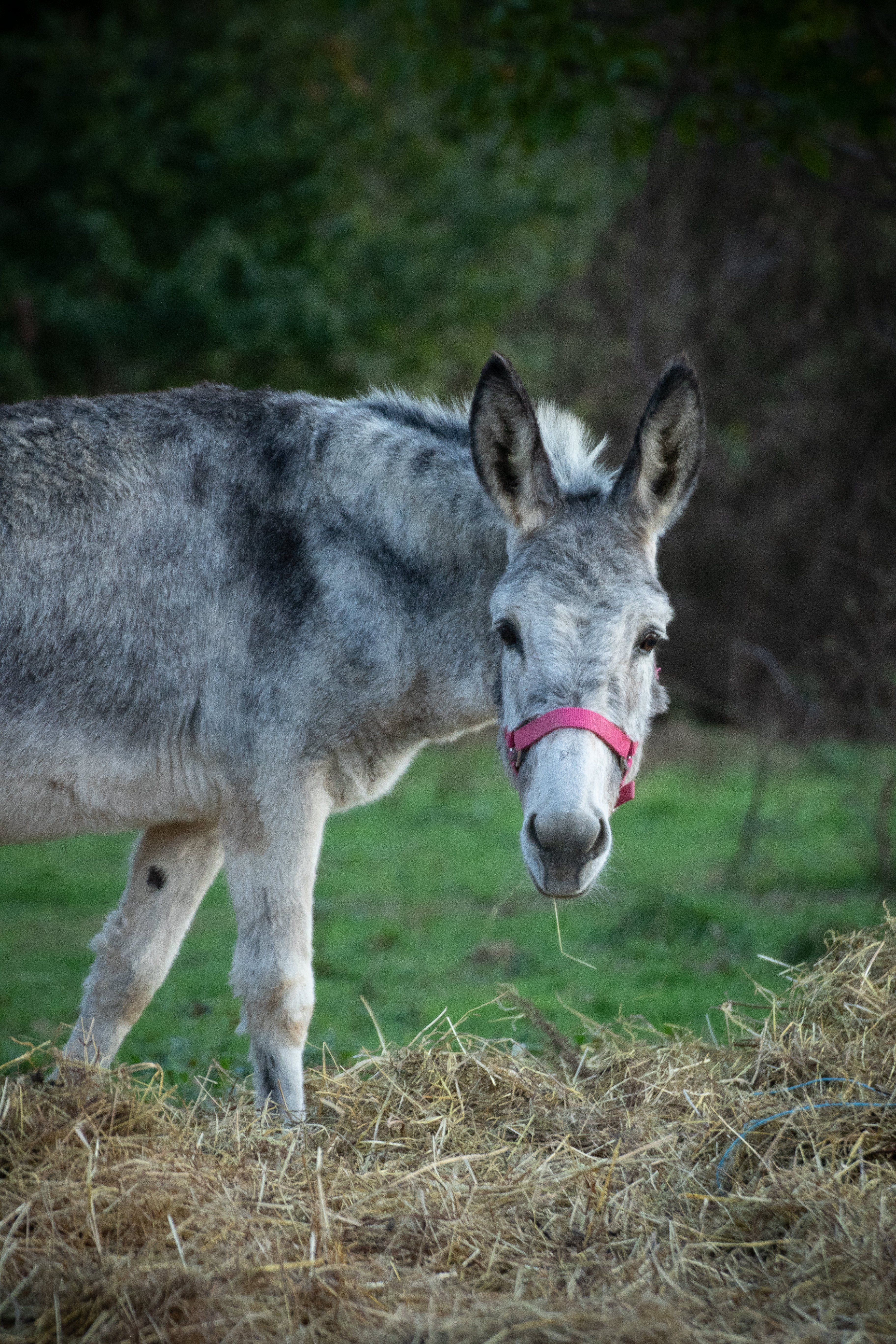 La Ferme du Petit Âge, Le Vigeant - photo 4