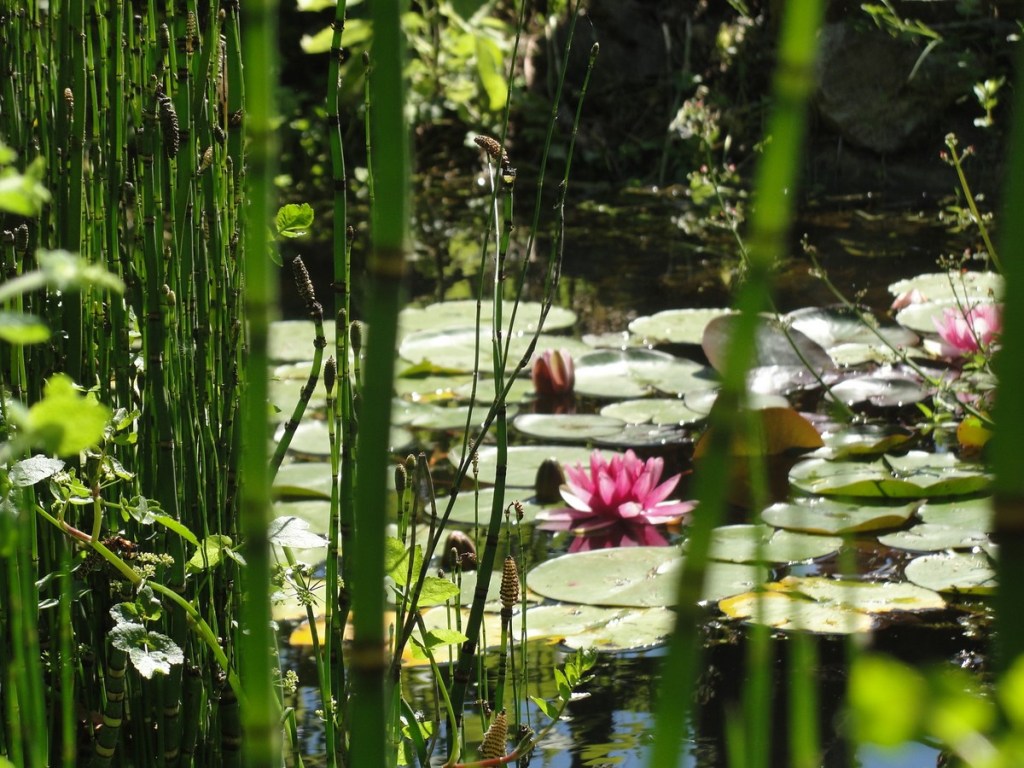 Parc Botanique du Château de Neuvic, Neuvic - photo 22