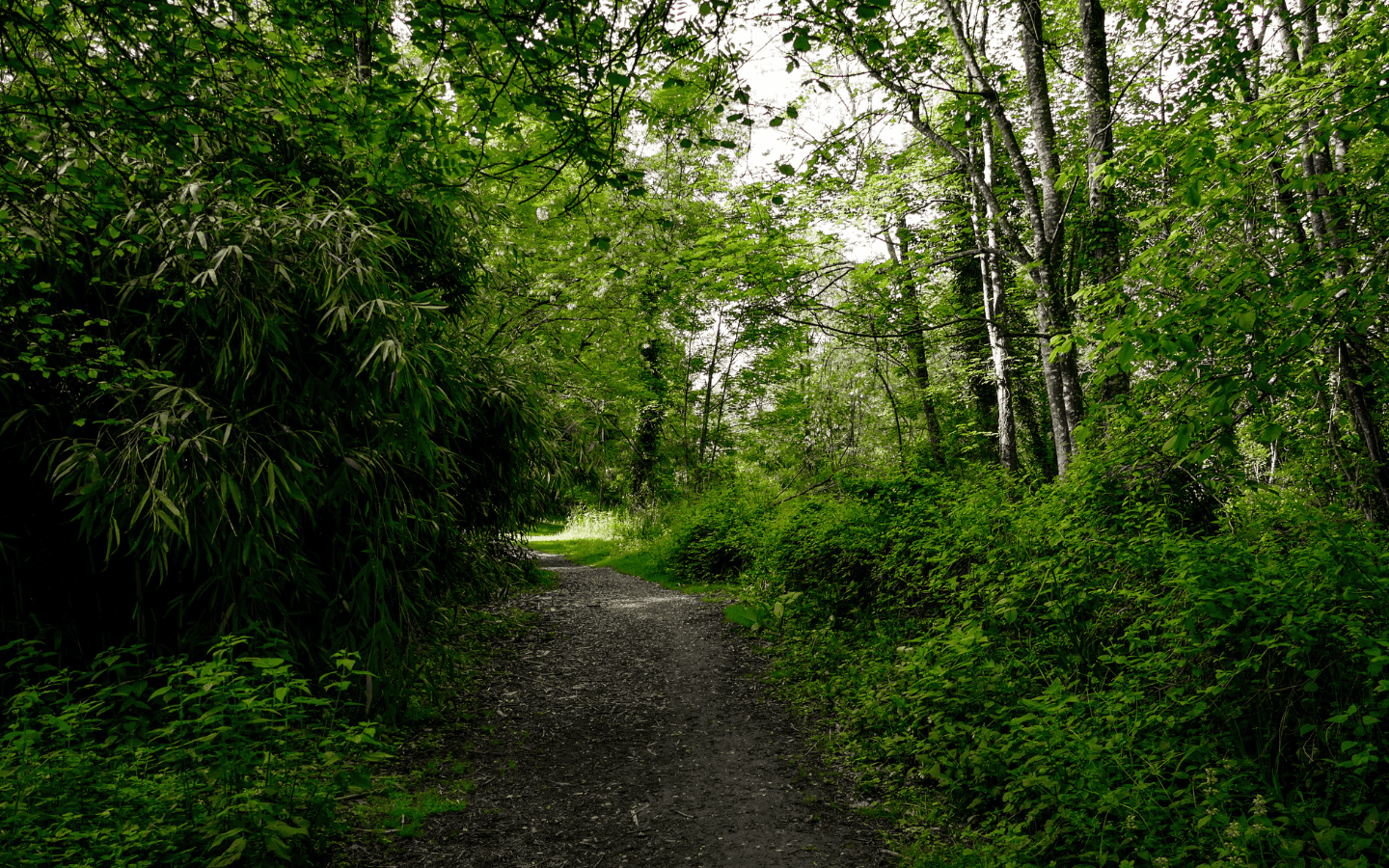 La Saligue - photo 4