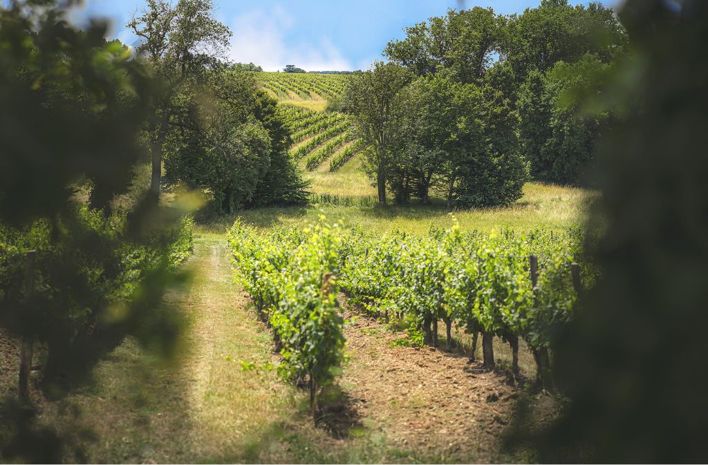 Guided tour & local produces | Domaine de Grange Neuve, Pomport - photo 9
