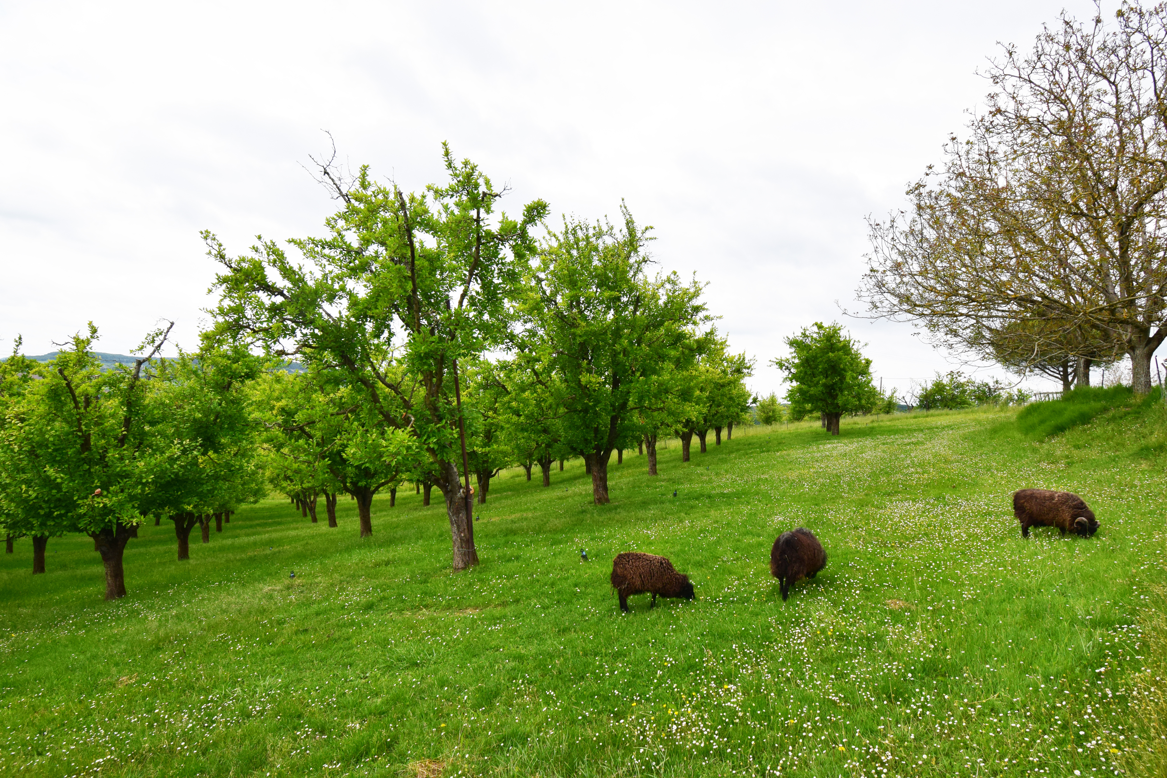 Gîte de Pouchalou, Tournon-d'Agenais - photo 12