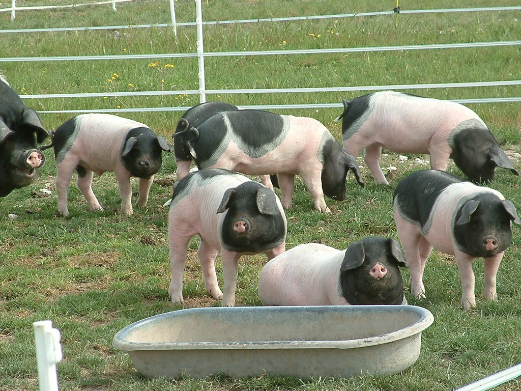 Aux Délices de la Ferme | EARL Famille Morris