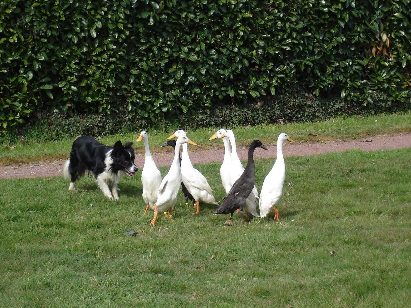 Parc Touristique Mouton Village, Vasles - photo 6
