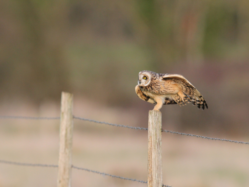 Samedi ornitho à Terres d'Oiseaux, Braud-et-Saint-Louis - photo 4