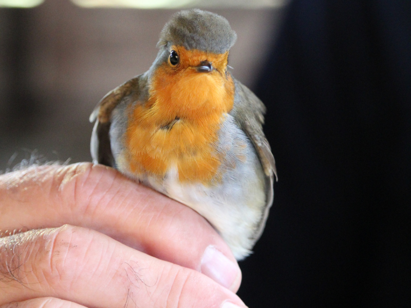Bague à la patte à Terres d'Oiseaux, Braud-et-Saint-Louis