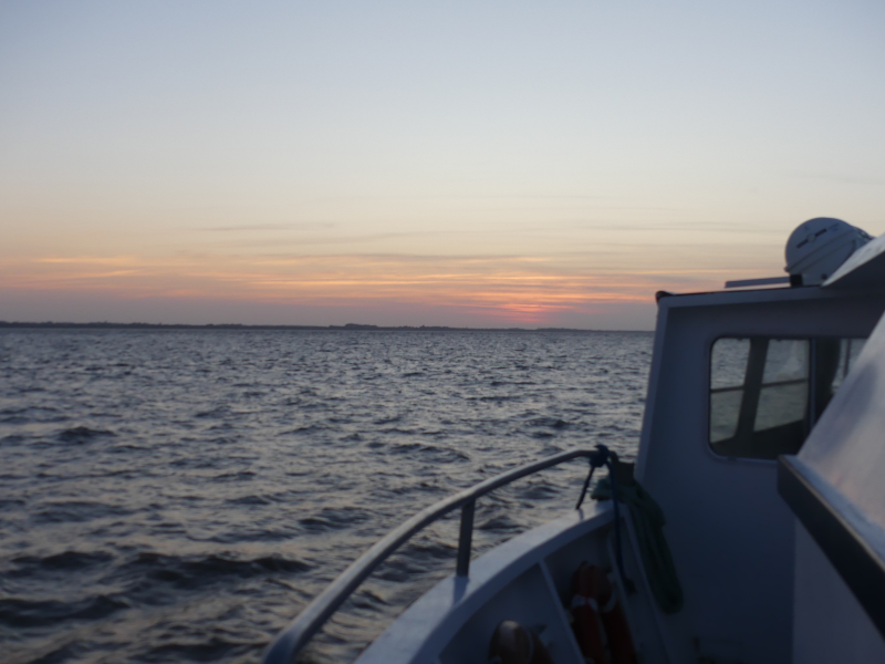 Croisière du dimanche sur l'estuaire à Terres d'Oiseaux, Braud-et-Saint-Louis - photo 9