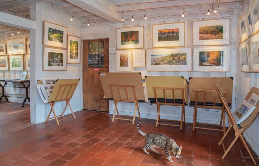 Maison des 3 Poiriers - Galerie de photographies de la forêt Landaise et de l’Océan.