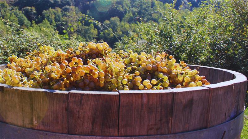 Domaine Montaut