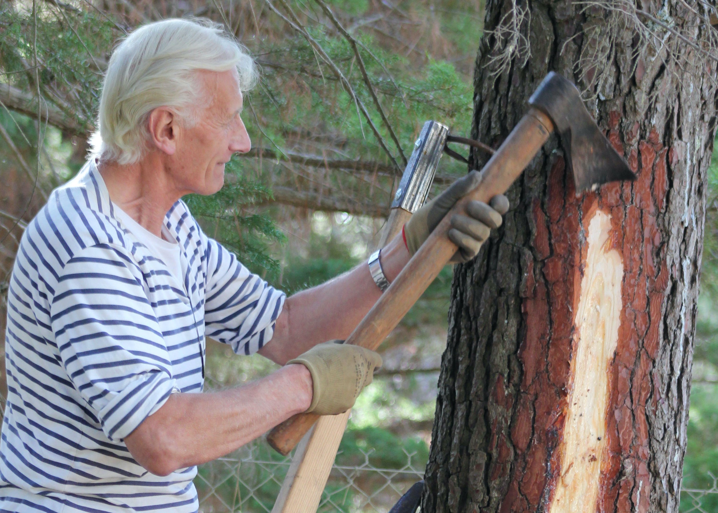 Conservatoire des Landes de Gascogne, Sanguinet - photo 3