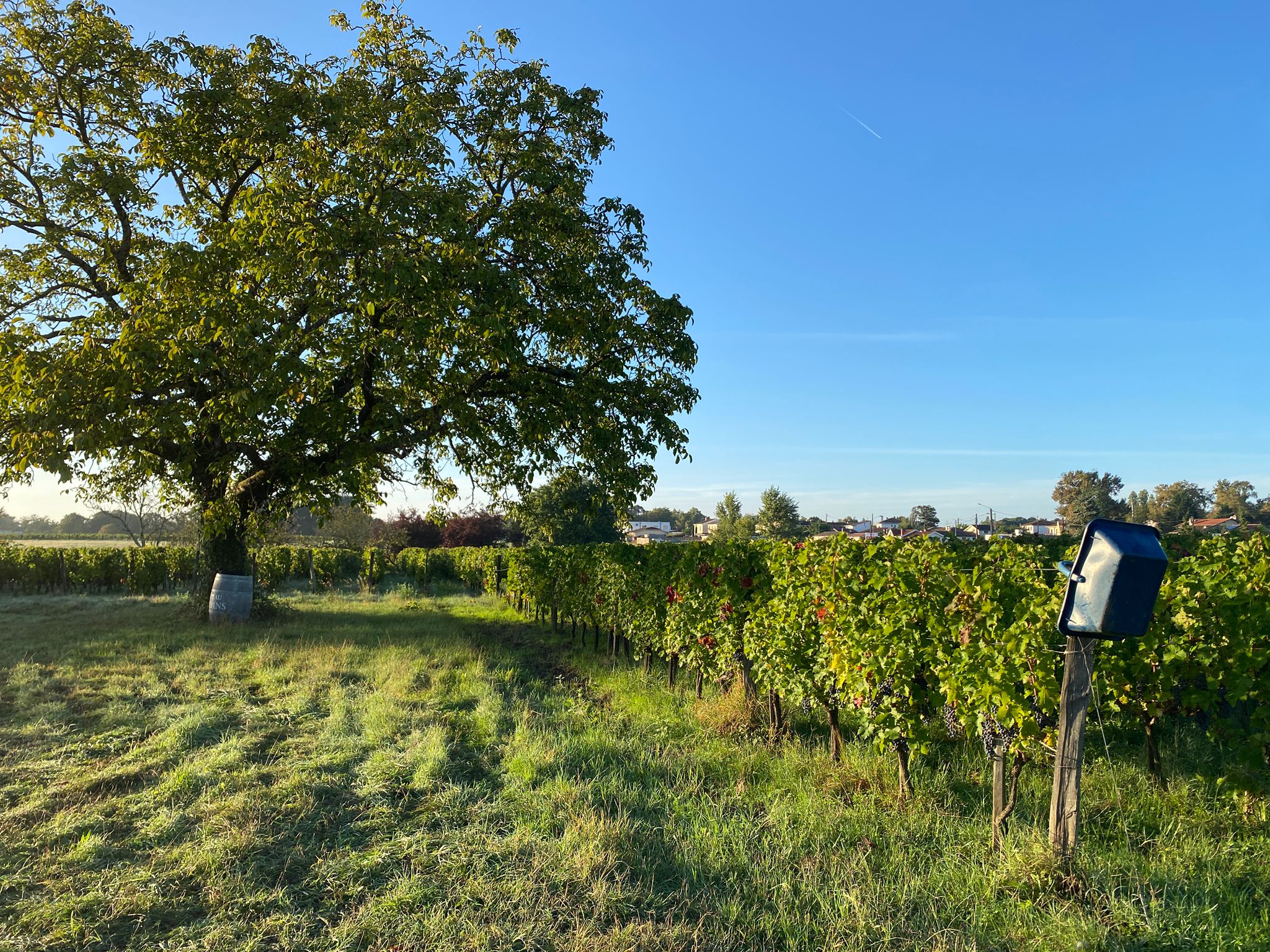 2_Vignes