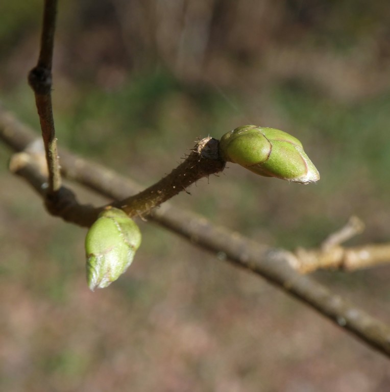 Atelier : découverte de la gemmothérapie
