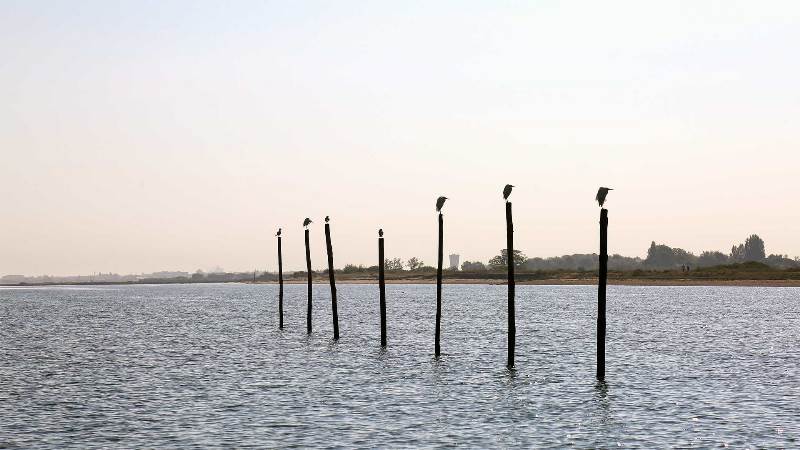 Découvrir les oiseaux du Bassin et les Prés Salés Ouest