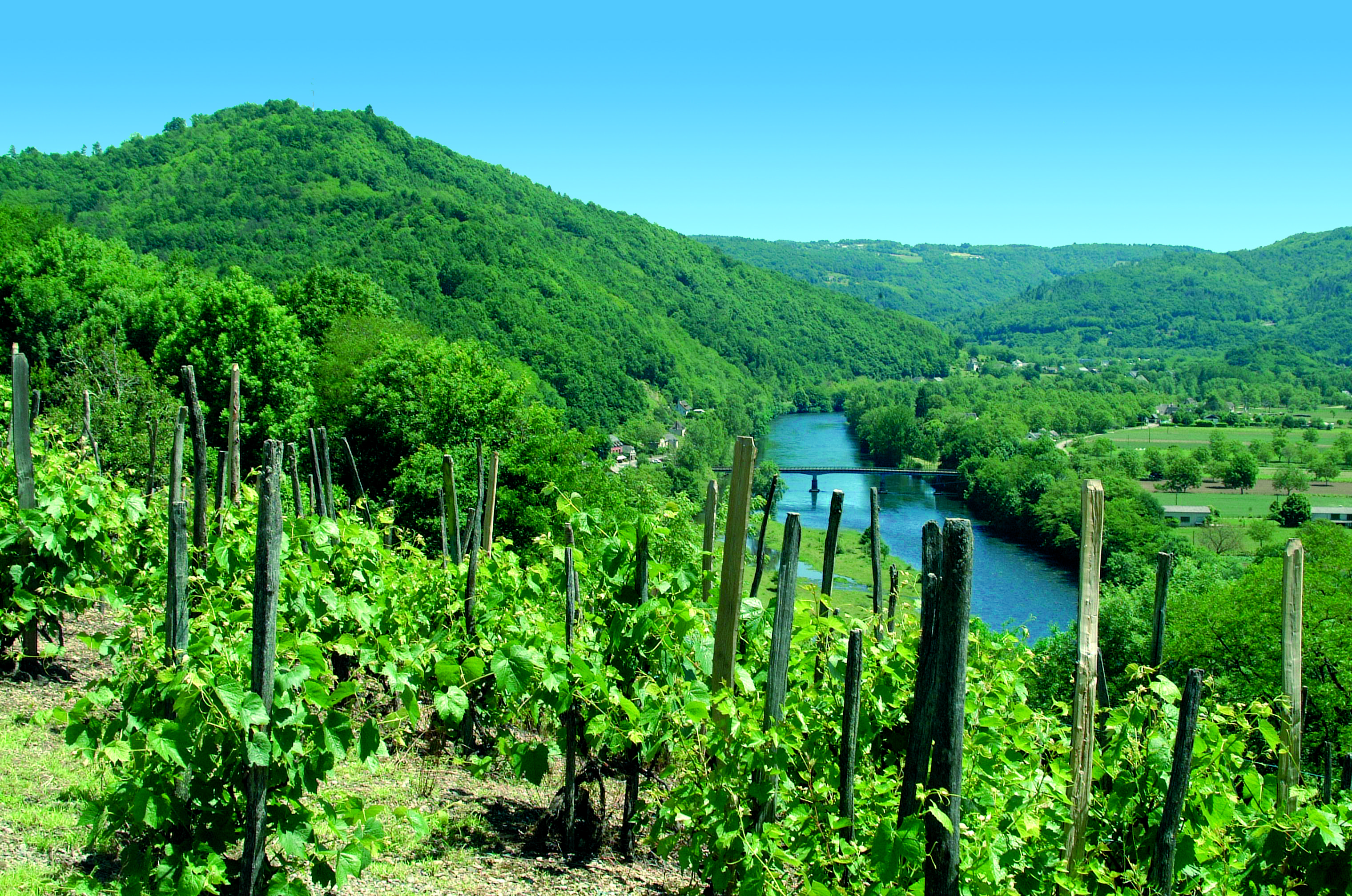 Les Vignes de Monceaux — photo 2