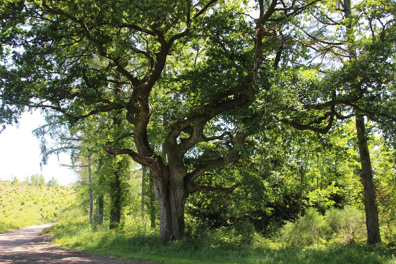 La boucle de Sainte-Geneviève, Saint-Julien-le-Petit - photo 2