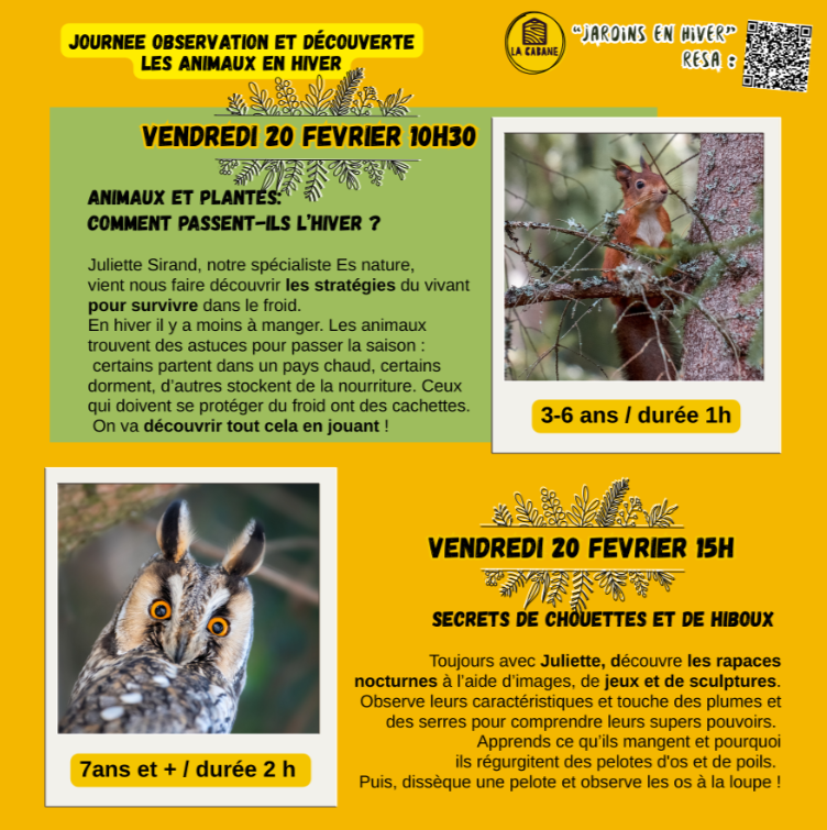 Secrets de chouettes et de hiboux