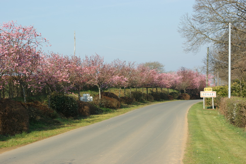 Chambres d'hôtes à Scillé - Mme Sarah PLANT, Scillé - photo 2