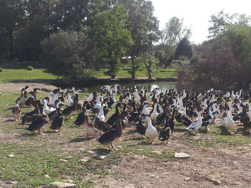 La Petite Fermette des Planchettes