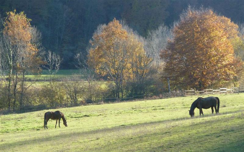 Le Rucher du Mourle