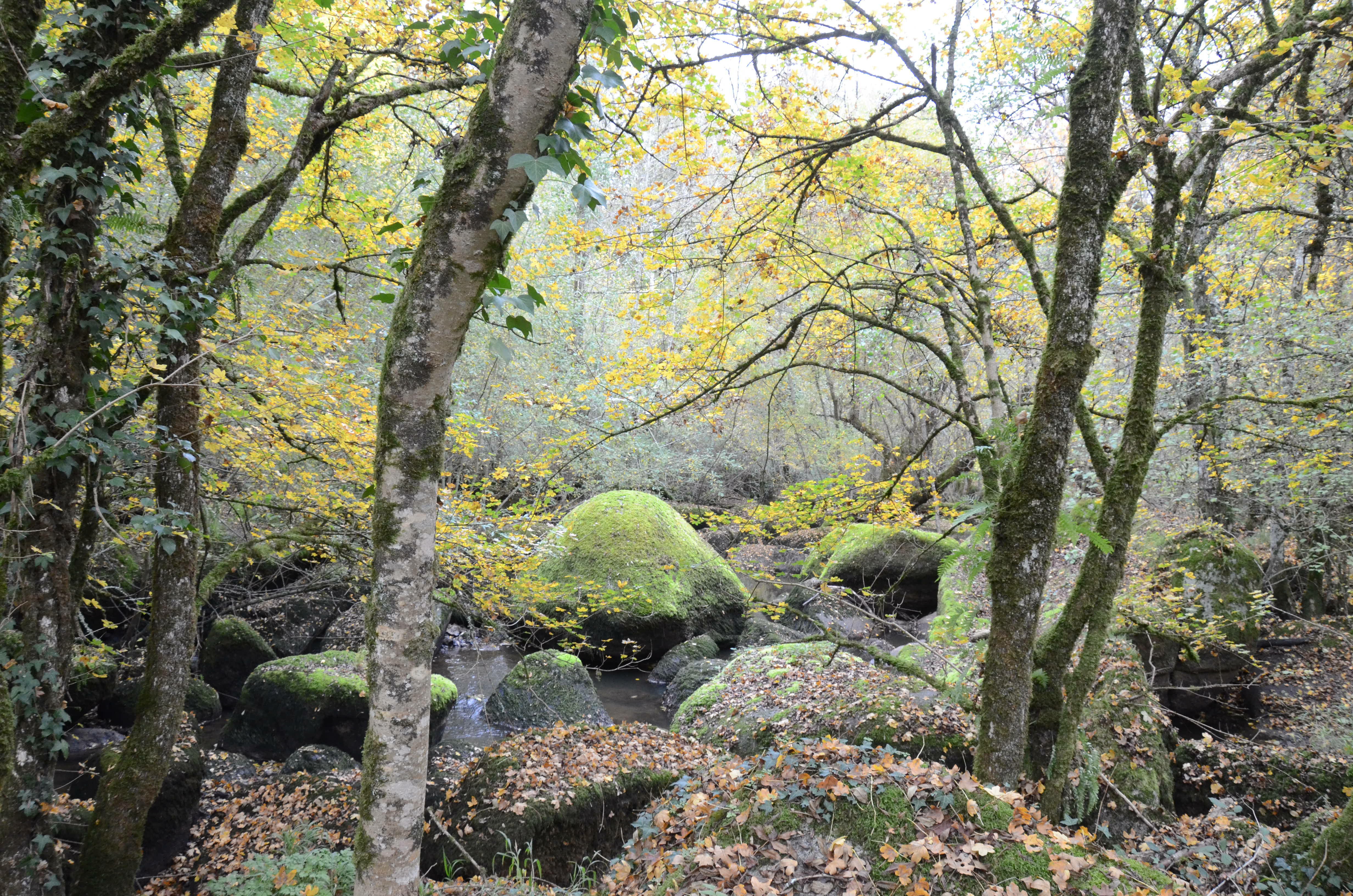Etang du Bois Pouvreau, Ménigoute - photo 7