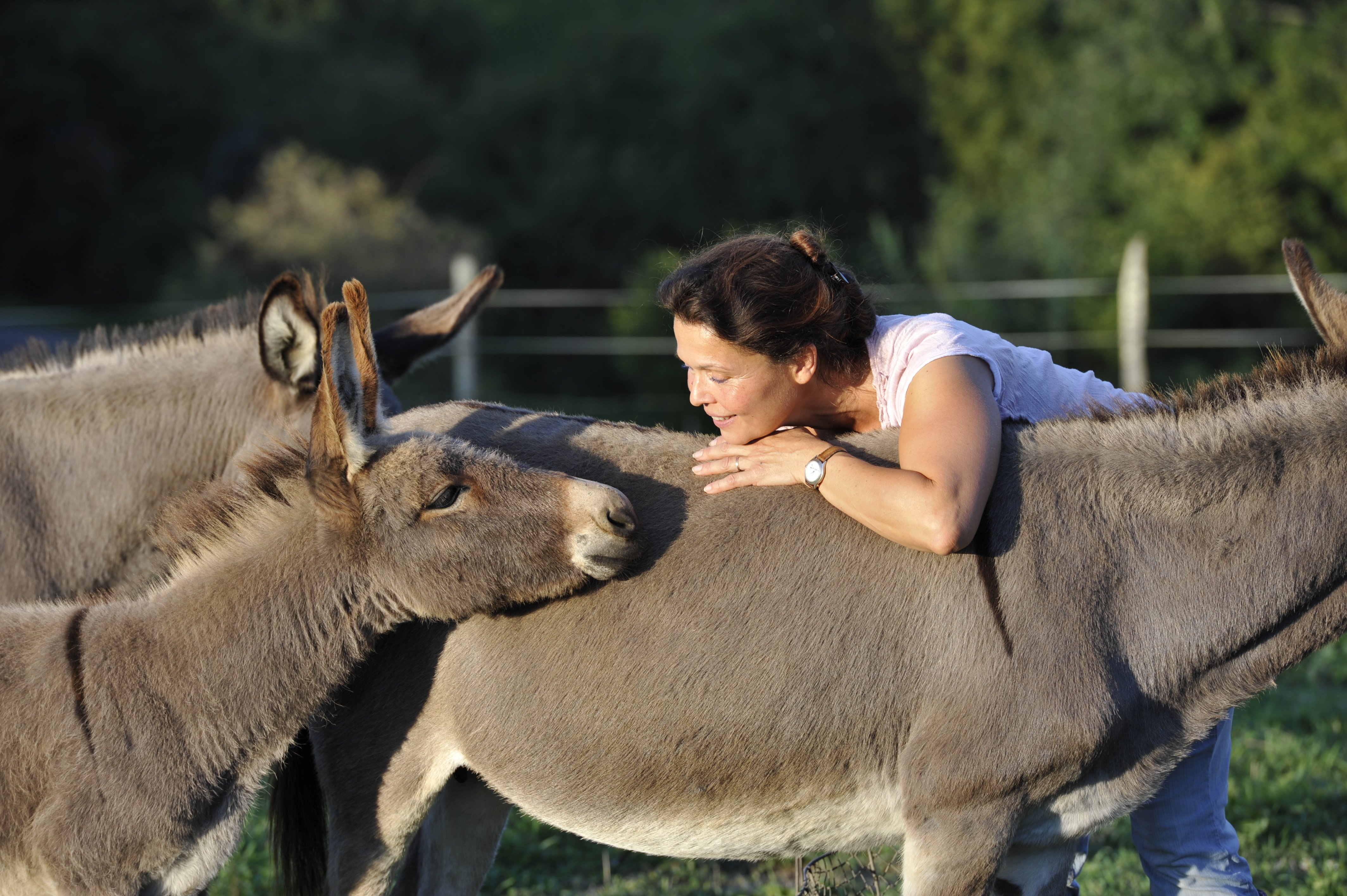 Ferme Découverte Turs'Ane - photo 2