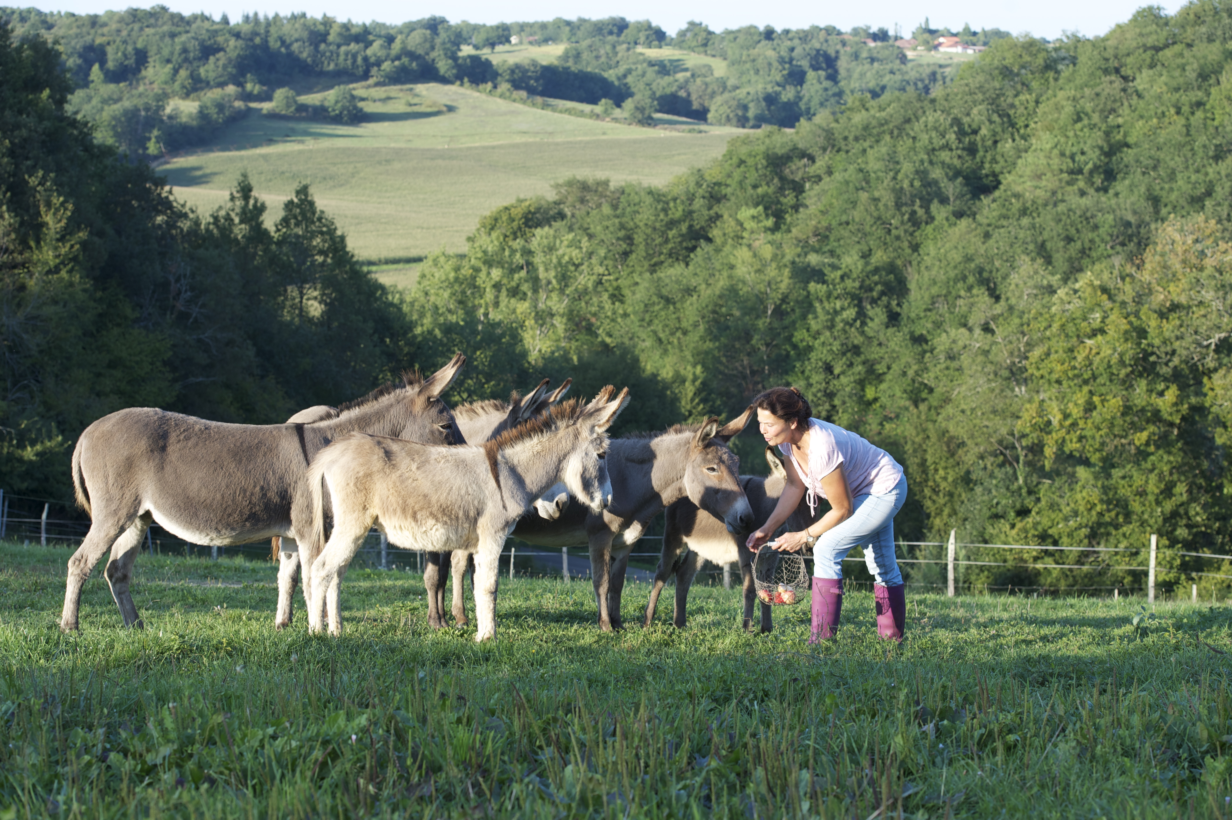 Ferme Découverte Turs'Ane