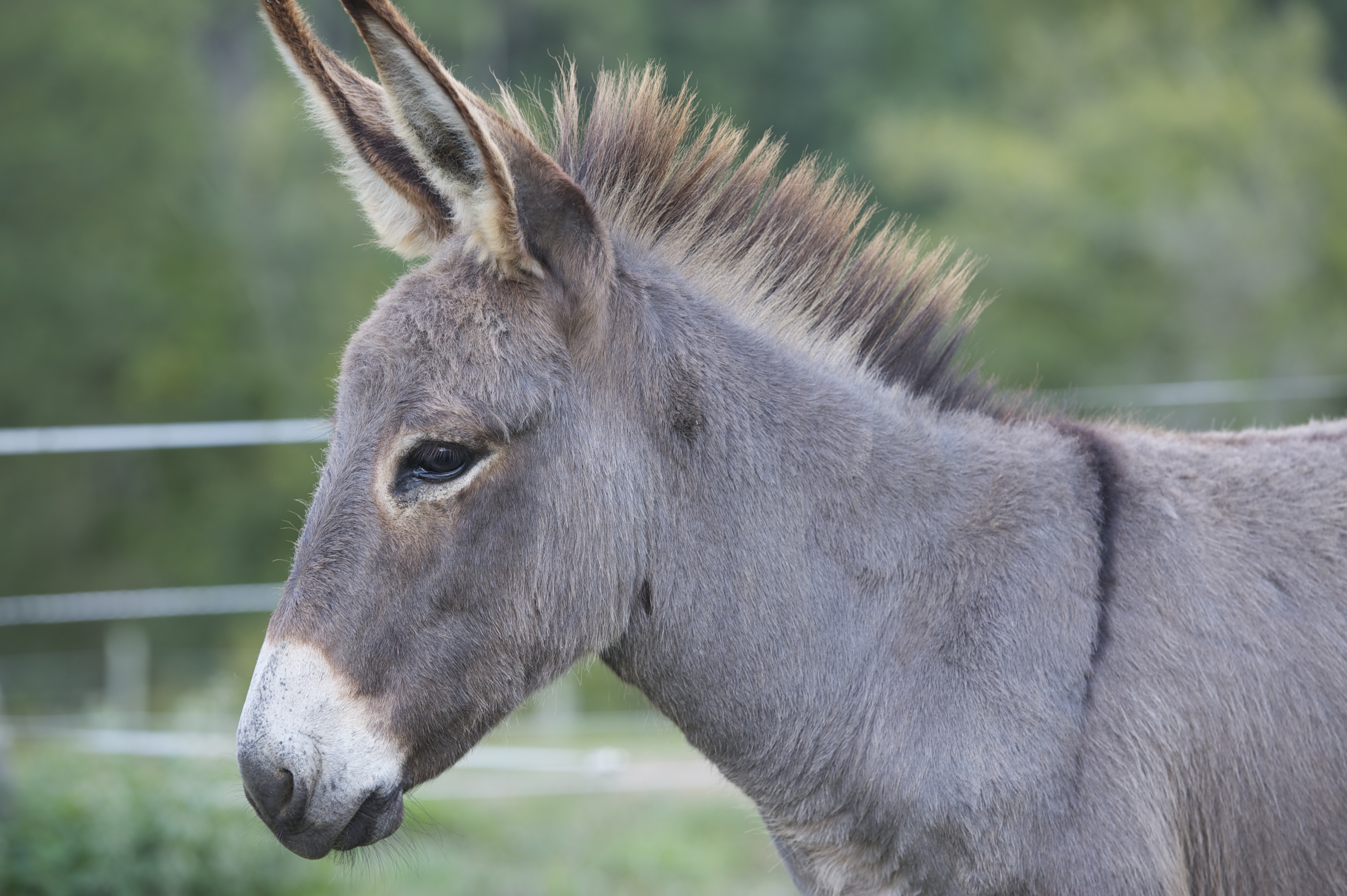 Ferme Découverte Turs'Ane - photo 5