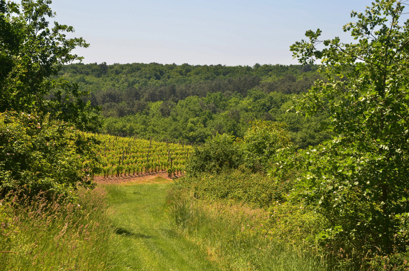 Montgaillard, vers le vignoble de Gache, Montgaillard-en-Albret - photo 2