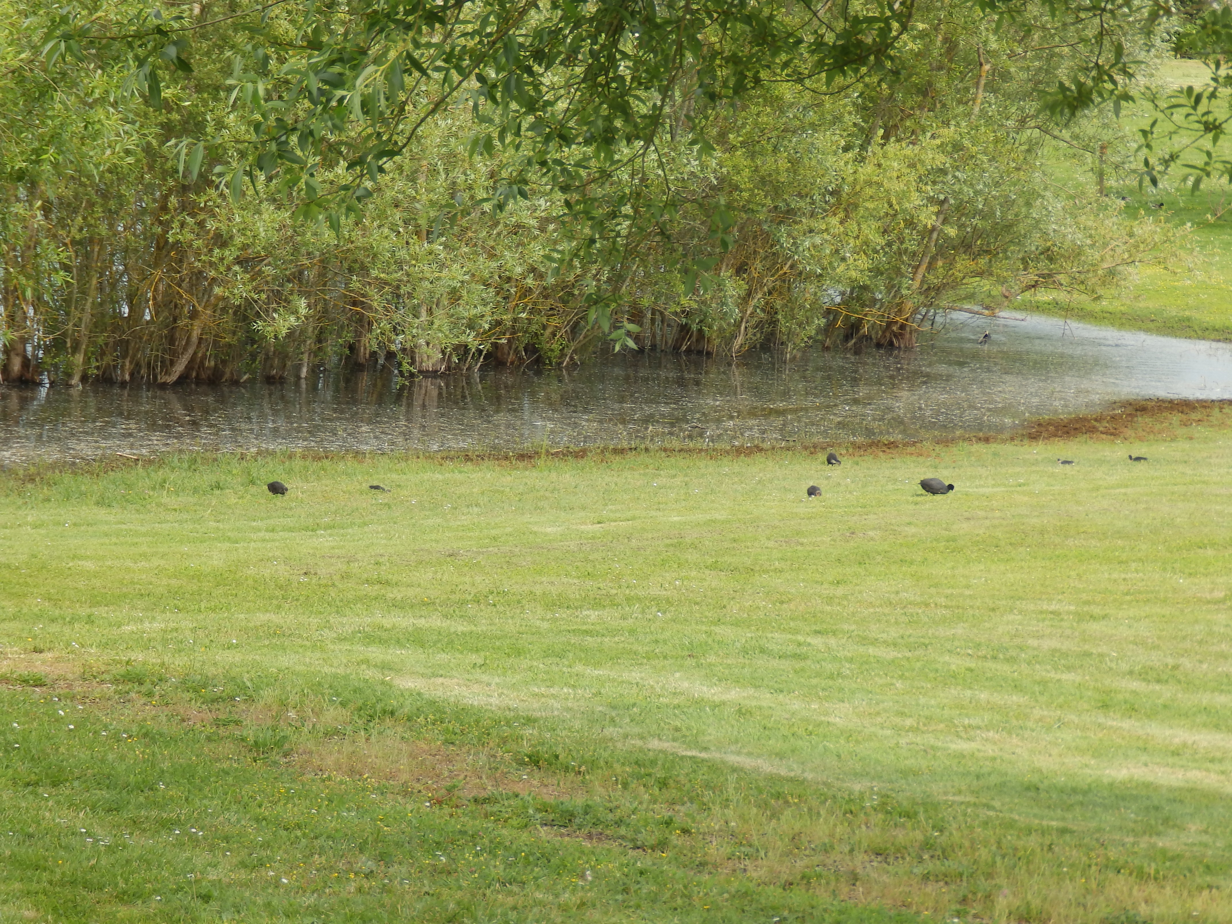 Balade à roulettes : Le lac de Cadarsac, Cadarsac