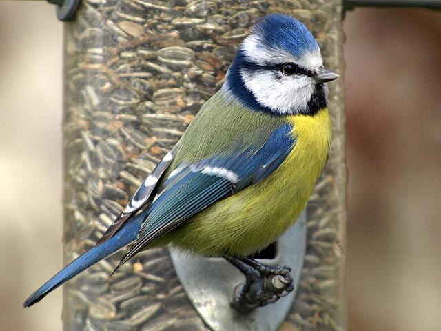 BEL AIR PLAGE - Mésange