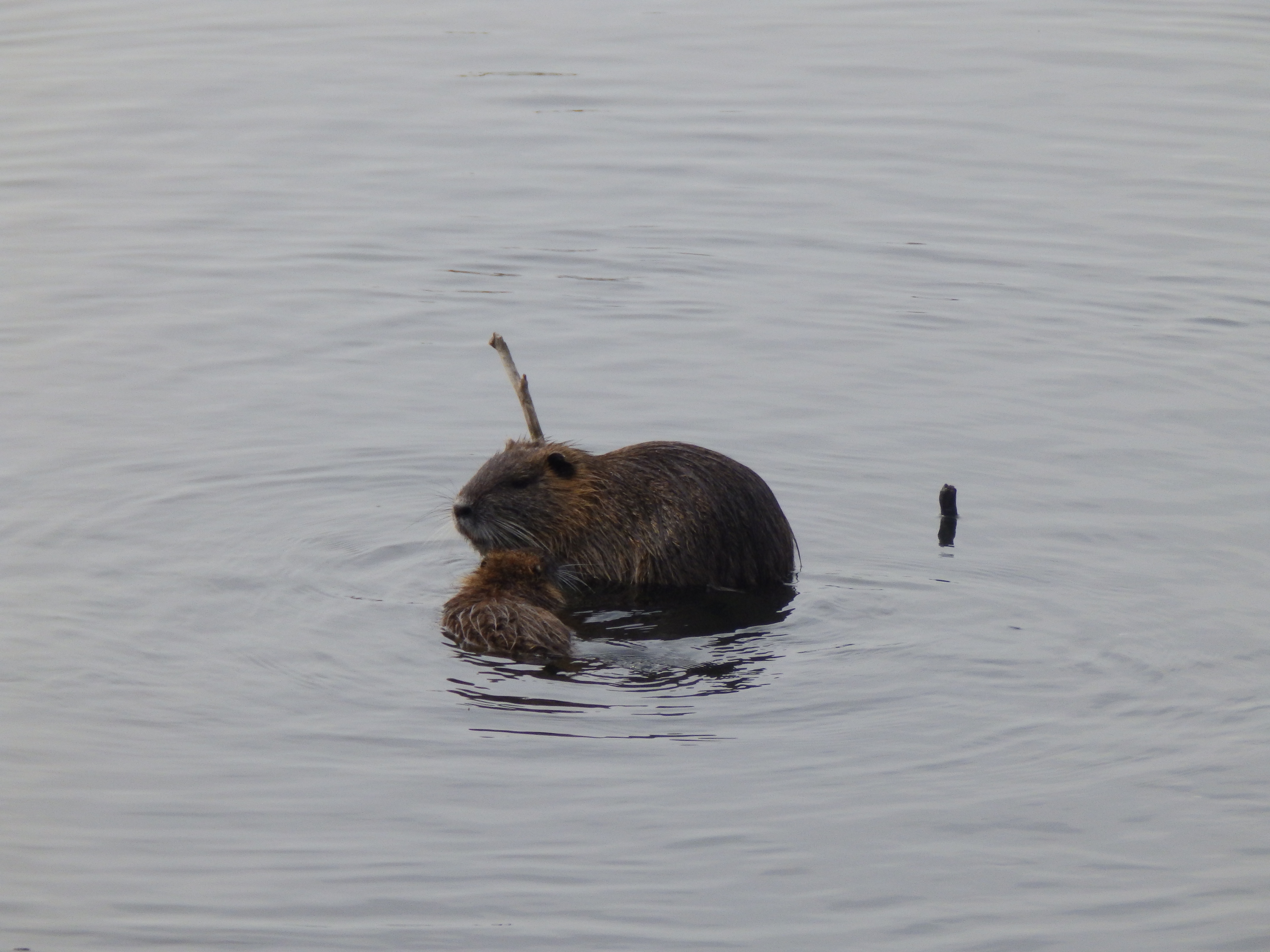 Balade à roulettes : Le parc de Majolan