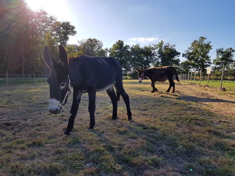 Ferme découverte au Domaine d’Écoline