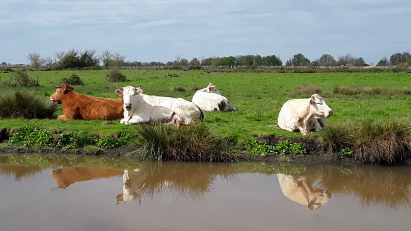 La ronde des marais - photo 3