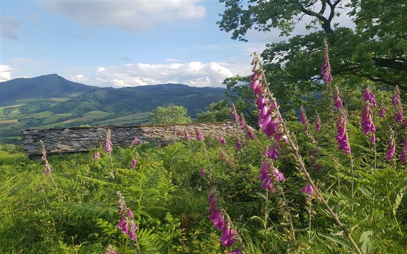 Le sentier des contrebandiers - De Sare à Biriatou - équestre