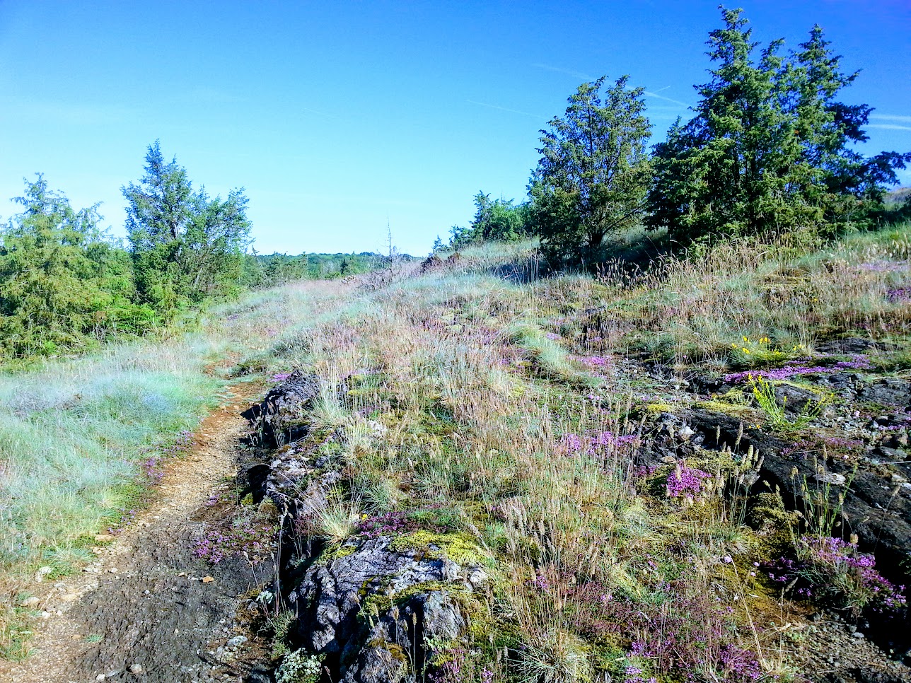 Landes serpentinicoles du Cluzeau et de la Flotte, Meuzac