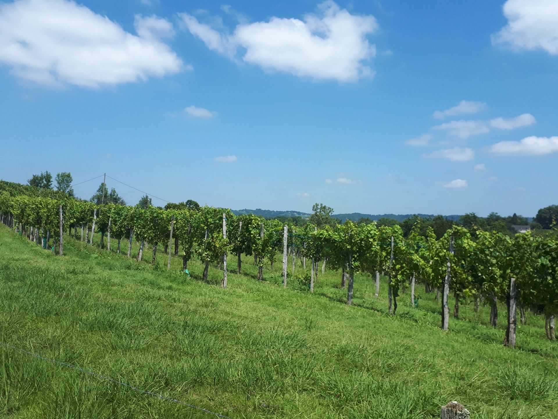 N°87 Coteaux de la Bastarde, Lasseube