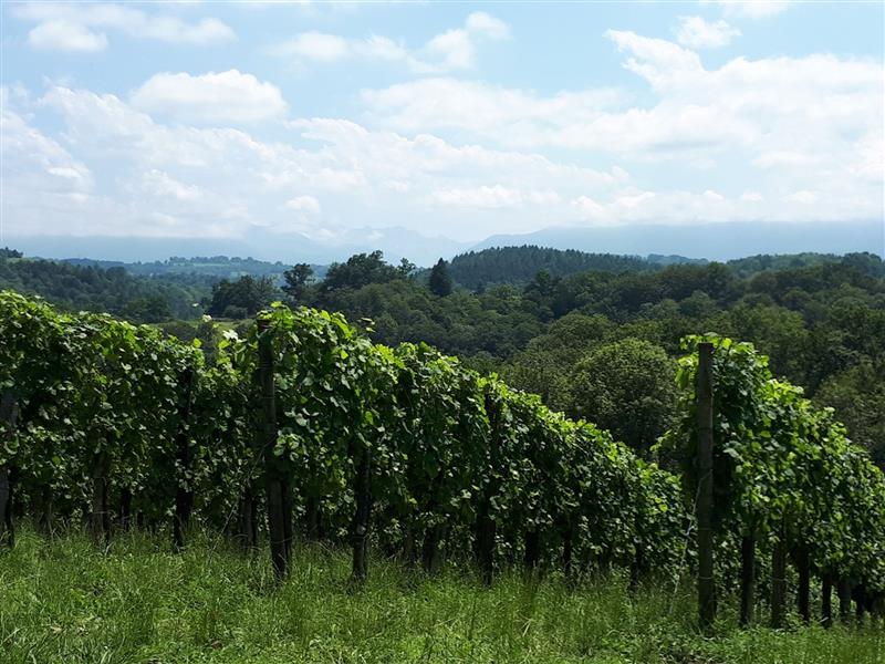N°87 Coteaux de la Bastarde