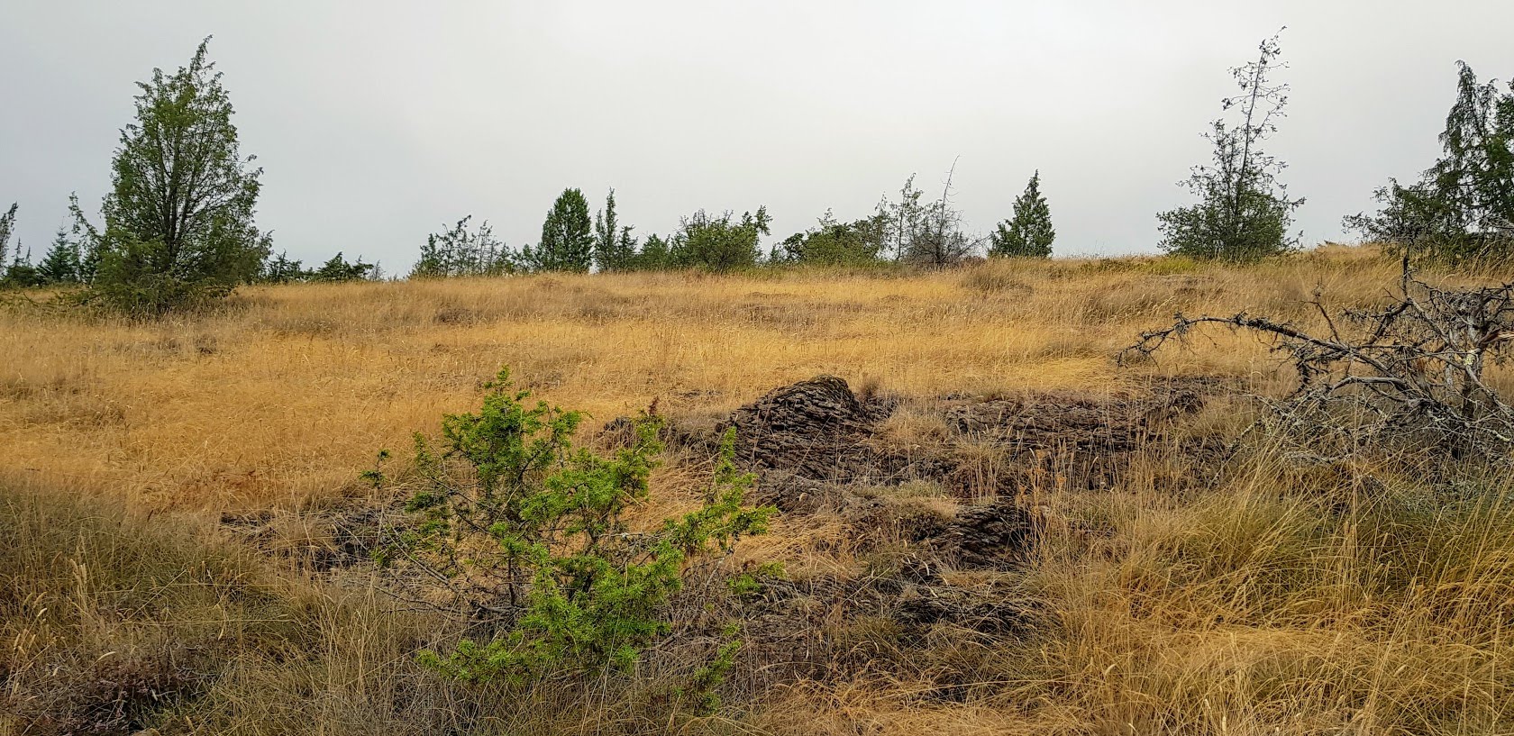 Landes serpentinicoles du Cluzeau et de la Flotte, Meuzac - photo 8