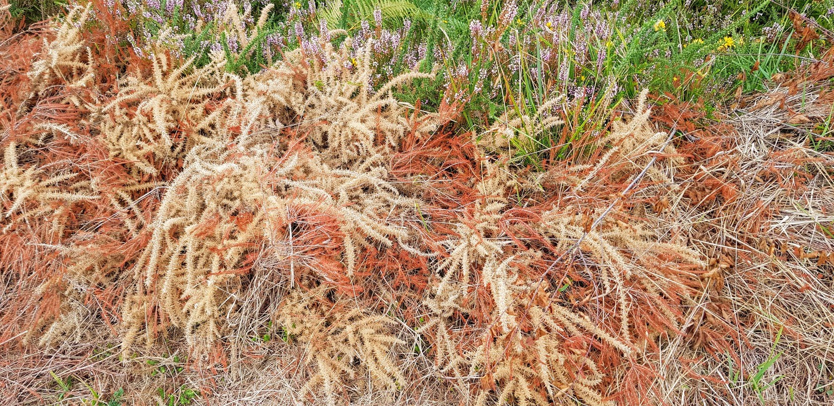 Landes serpentinicoles du Cluzeau et de la Flotte, Meuzac - photo 4