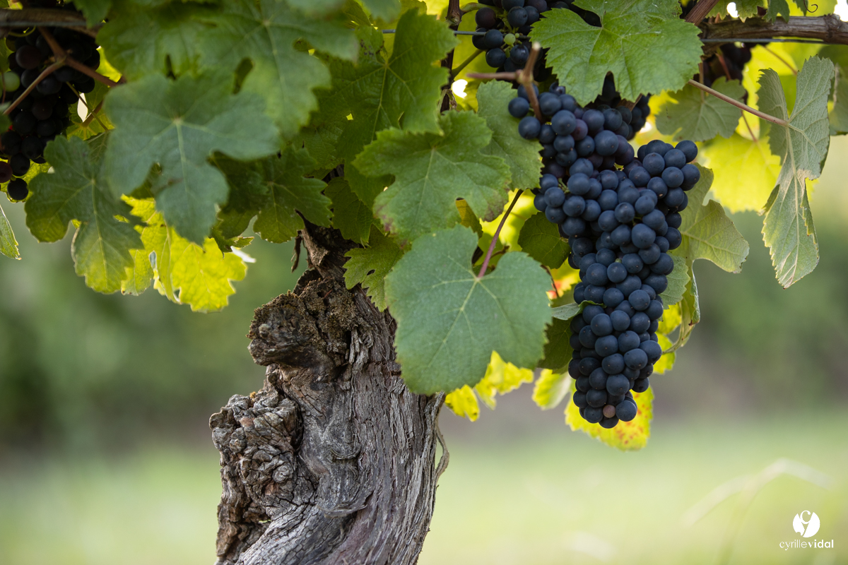 @cavetursanGrappe de raisin