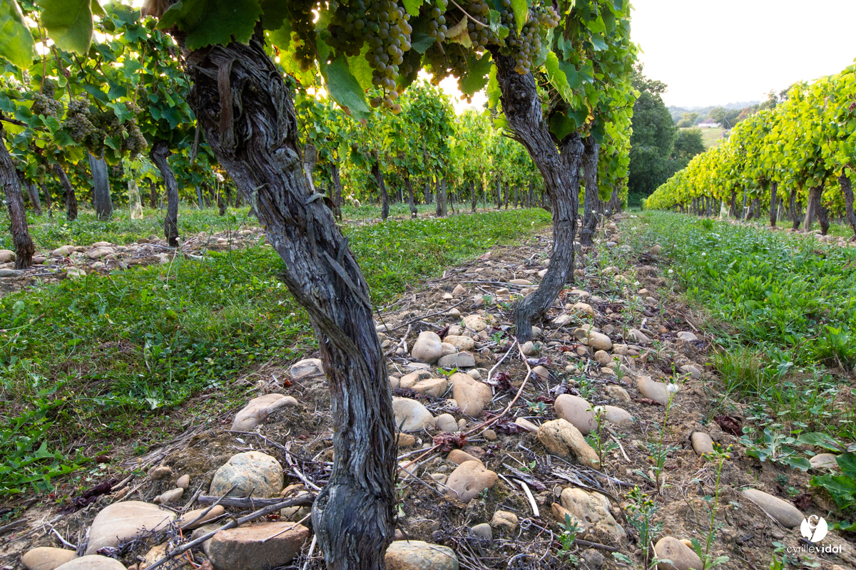 @cavetursanCep de vignes
