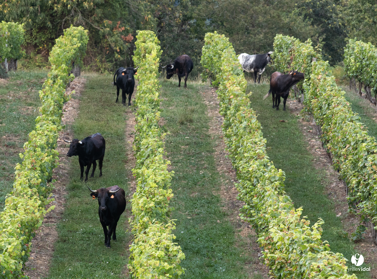 @cavetursanChamp de vignes