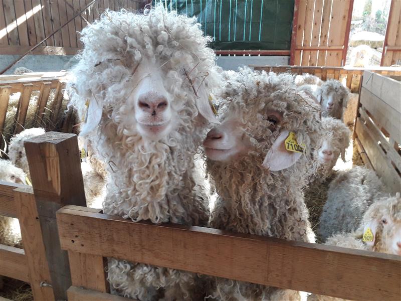 Mohair du Piémont Pyrénéen